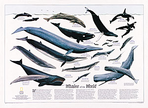 Map-Whales of the World chart